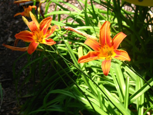 <img:stuff/orange%20fl..jpg>