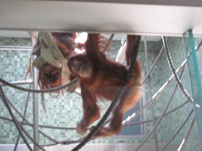 <img0*300:stuff/orangutan.jpg>