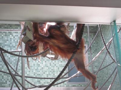 <img0*300:stuff/orangutan_.jpg>