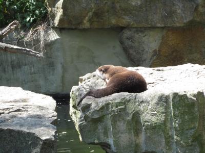 <img0*300:stuff/otter.jpg>