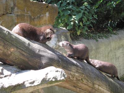 <img0*300:stuff/otter_otters.jpg>
