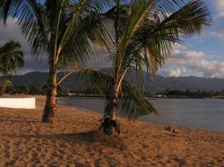<img250*0:stuff/palms.jpg>