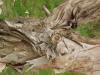 <img100*0:stuff/paperbark.jpg>