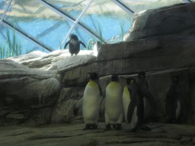 <img0*300:stuff/penguin_penguins.jpg>