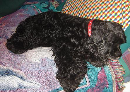 <img:stuff/peppy_layingcute.jpg>