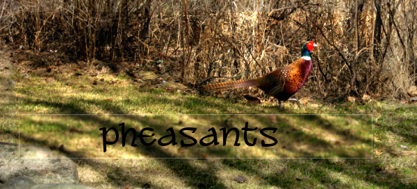<img:stuff/pheasants.png>