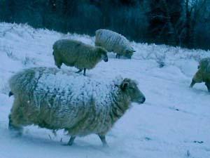 <img:stuff/photo_sheep.jpg>