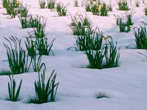<img:stuff/photo_springflowers.jpg>