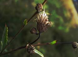 <img250*0:stuff/photofolio-tri-wild.jpg>