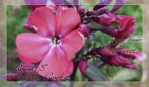<img:stuff/photofolio5winner.png>
