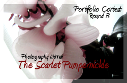 <img:stuff/photofoliowinner3.png>
