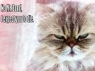 <img0*100:stuff/pillowbondcat.jpg>