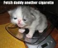 <img0*100:stuff/pillowcancercat.jpg>
