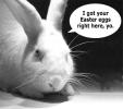 <img0*100:stuff/pilloweaster.jpg>