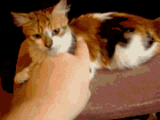 <img:stuff/pillownoshit.gif>