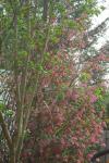 <img0*150:stuff/pink_tree.jpg>