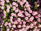 <img0*100:stuff/pinkriceflower.jpg>