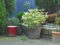 <img0*150:stuff/plant.jpg>