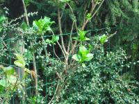 <img0*150:stuff/plants_and_wire.jpg>