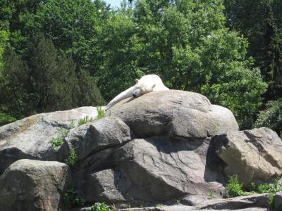 <img0*300:stuff/polar_bear.jpg>