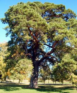 <img250*0:stuff/ponderosa%20pine%20yuriona.jpg>
