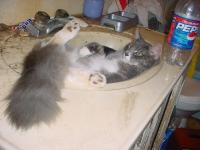 <img200*0:stuff/poppysink.jpg>