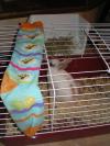 <img100*0:stuff/proofbunny.jpg>