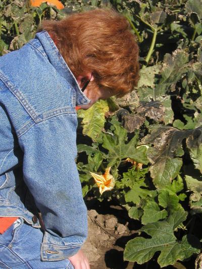 <img400*0:stuff/pumpkin%20flower.jpg>