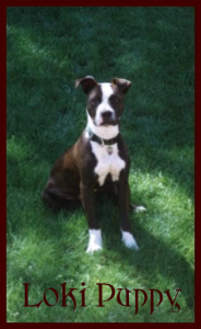 <img0*300:stuff/puppy%20Loki.png>