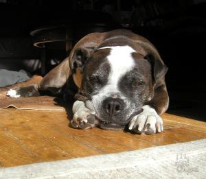 <img300*0:stuff/puppy%20smiles%20loki08%2ejpg>