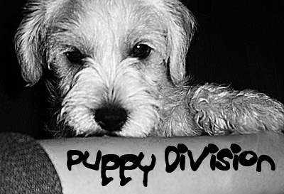 <img:stuff/puppyD-banner.jpg>