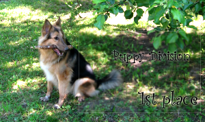 <img:stuff/puppydivision1stplace.png>