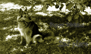 <img:stuff/puppydivision2ndplace.png>
