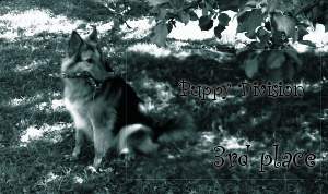 <img:stuff/puppydivision3rdplace.png>