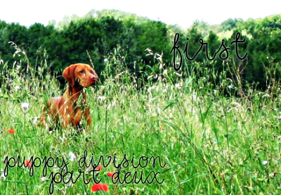 <img:http://elftown.heddate.com/stuff/puppydivisiondeux1stplace.png>