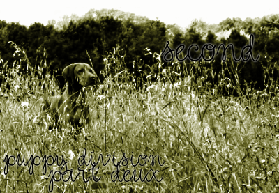 <img:http://elftown.heddate.com/stuff/puppydivisiondeux2ndplace.png>
