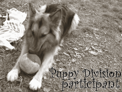 <img:stuff/puppydivisionparticipant.png>