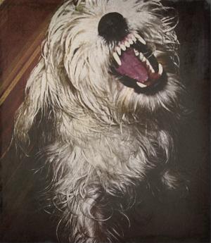 <img300*0:stuff/puppylaughtingtrin.jpg>