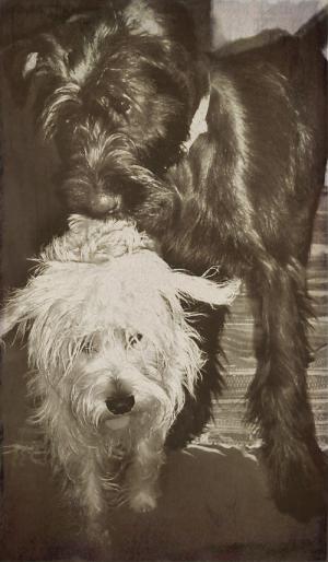<img300*0:stuff/pupsepiatrin.jpg>