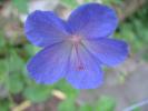 <img0*100:stuff/purperenbloem.JPG>
