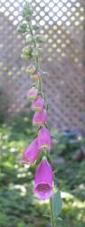 <img0*250:stuff/purple%20foxglove%201.jpg>