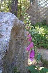 <img0*250:stuff/purple%20foxglove%202.jpg>