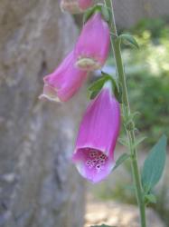 <img0*250:stuff/purple%20foxglove%203.jpg>
