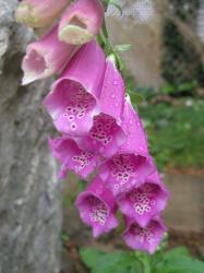 <img0*250:stuff/purple%20foxglove%204.jpg>
