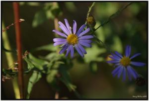 <img300*0:http://elftown.heddate.com/stuff/purple_wild_flower_daisy.jpg>