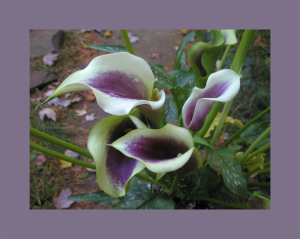 <img300*0:http://elftown.heddate.com/stuff/purplegreencallalilys.png>