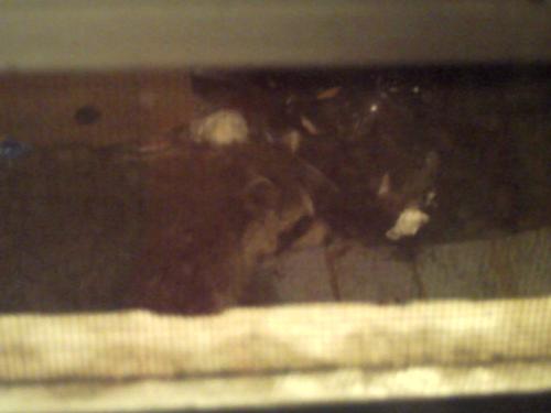 <img500*375:stuff/raccoonty.jpg>