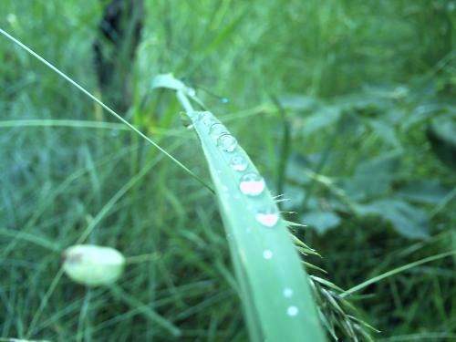 <img500*375:stuff/raindrops_on_grass.jpg>