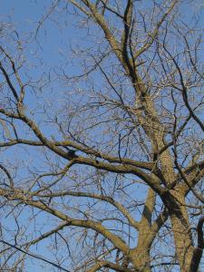 <img0*300:stuff/raven1.JPG>