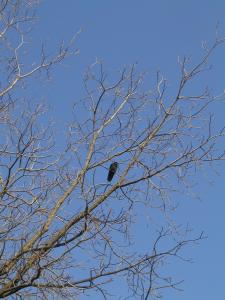 <img0*300:stuff/raven2.JPG>
